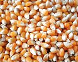 Hình bước làm 2 của món Bắp rang bơ sữa - Làm bằng lò vi sóng
