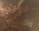 Foto del paso 9 de la receta: Arroz meloso con pato (receta de aprovechamiento)