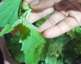 सरसों,मेथी,पालक,बथुआ का साग (Sarson,methi palak bathua ka saag recipe in Hindi) रेसिपी चरण 1 फोटो
