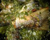 Foto langkah ke 6 dari resep Goreng ikan patin lado mudo.