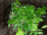 Tumis Daun Katuk