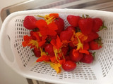 چای گل لادن
