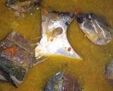 Foto langkah ke 6 dari resep Brekecek Ikan.