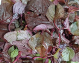 A picture of step 1 of Chaulai / Amaranth Saag.
