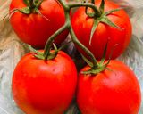 A picture of step 2 of Tomato Pie.