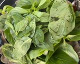 塔香蛤蜊（清淡版）的食譜步驟4照片