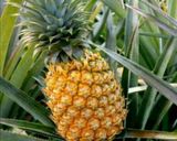 Foto langkah ke 1 dari resep Selai nanas 🍍.