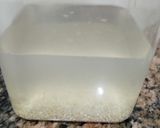 Foto del paso 3 de la receta: Rejuvelac de quinoa