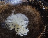 Foto langkah ke 3 dari resep Spaghetti Carbonara Topping Perkedel Cheddar.