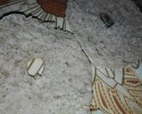 Foto del paso 5 de la receta: Begal integral súper fácil y rico a mí manera ♥