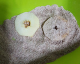 Foto del paso 3 de la receta: Tarta de manzana y canela