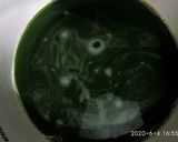 Foto langkah ke 2 dari resep Wajik ketan pandan.