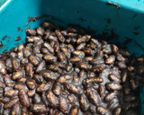 Foto del paso 4 de la receta: Turrón de chocolate tipo Suchard