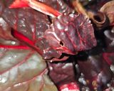Foto del paso 2 de la receta: Acelgas rojas con jamón