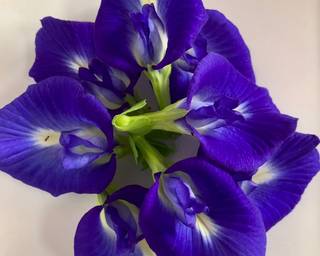 Cendol Bunga Telang - simple - Step 1