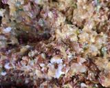 Foto del paso 3 de la receta: Hamburguesas de lentejas
