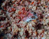 Foto del paso 5 de la receta: Salsa bolognesa 100% natural!