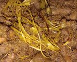 Foto langkah ke 4 dari resep Serundeng daging.