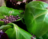 Foto del paso 1 de la receta: Ensalada Primaveral de colores y sabores