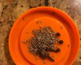 A picture of step 1 of Mixed lentil.