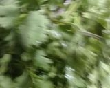 A picture of step 1 of Freeze green coriander leaves.