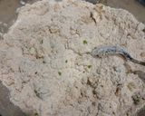 A picture of step 6 of Rajgira Farali Puri.