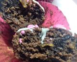 Foto del paso 4 de la receta: Torta Galesa