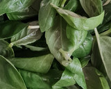 Foto del paso 1 de la receta: Licuado de albahaca y pera 🌱 🍐 Verde que te quiero verde. F. G. L. 💚 💚 💚