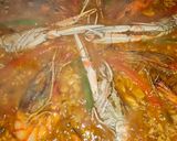 Foto del paso 10 de la receta: Arroz y frutos de mar