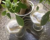 Une image de l'étape 11 de ☕️Tiramisu 🥄au citron 🍋limoncello.