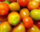 Hình bước làm 1 của món Cà Chua Bi Dầm