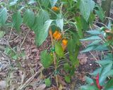 A picture of step 1 of Scotch Bonnet Salsa.