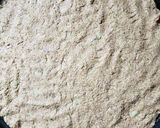 Foto del paso 4 de la receta: Pizza integral con brócoli🥦