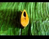 A picture of step 5 of Iilish Paturi.