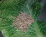 Foto del paso 3 de la receta: Niñitos envueltos