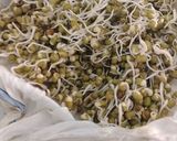 A picture of step 5 of Sprout Moong Salad.