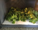 Foto del paso 4 de la receta: Cómo deshidratar hierbas frescas