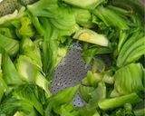A picture of step 2 of Pickled Mustard Greens | Dưa Cải Chua.