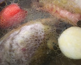 Foto del paso 2 de la receta: Gazpacho de bacalao y gamba rallada