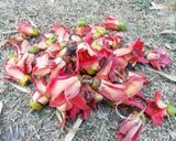 รูปขั้นตอนการทำที่ 11 ของ น้ำเงี้ยวหมู สูตรเชียงราย