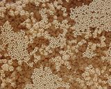 A picture of step 1 of Amaranth (Rajgira) Upma.