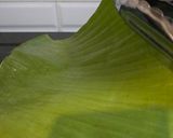 Foto langkah ke 11 dari resep Nasi Bakar Ayam Suwir.