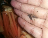 Foto del paso 2 de la receta: DULCE DE LECHOSA (PAPAYA)