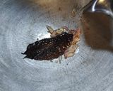 Foto langkah ke 1 dari resep Oseng Kacang Panjang Kol.
