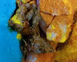 A picture of step 2 of Masala tilapia fish fry.