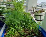 Hình bước làm 4 của món Bún cá