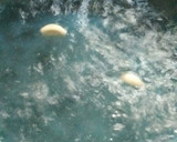 Foto del paso 1 de la receta: Sopa fría de coditos