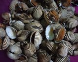 Foto langkah ke 1 dari resep Kerang Dara Saus Padang.
