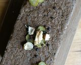 Une image de l'étape 6 de 🌱 ''Pâté'' aux noix lentilles vertes champignons (veggie).