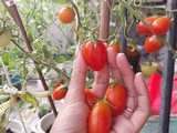 Salad simple hasil panen kebun sendiri